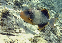 IMG_0191rc_Maldives_Madoogali_Baliste geant ou ponctue-Pseudobalistes flavimarginatus